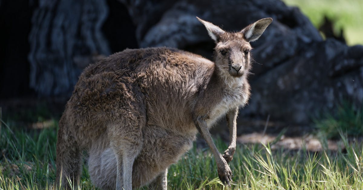 Mobile Mechanic Services for Tyre Balancing and Rotation