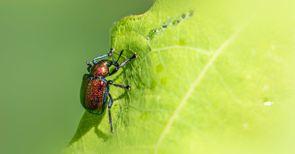 Mobile Mechanics: The Ideal Solution for Time-Pressed Vehicle Owners